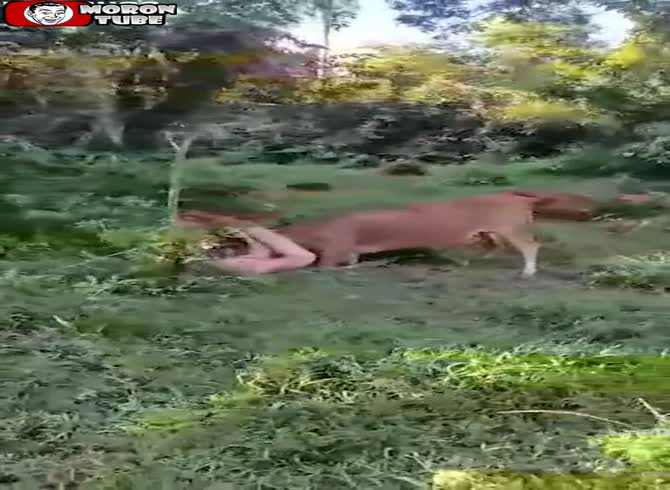Video :In Thailand, a Russian visitor gets gored nude after attempting to rape a cow